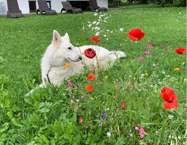 Molly, relaxing