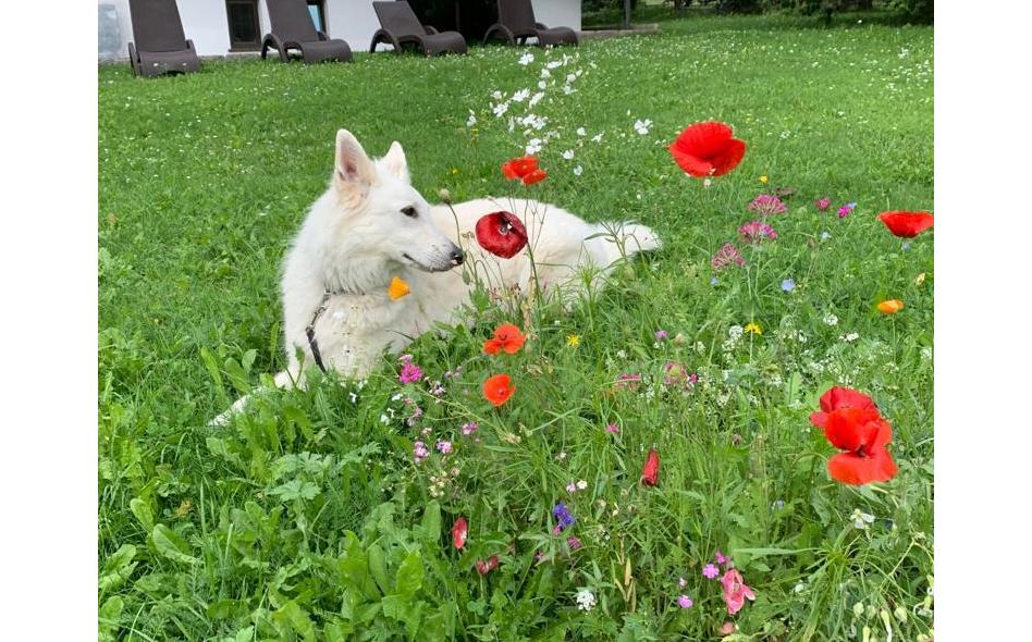 Molly, relaxing
