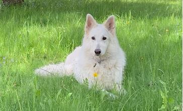 molly-molly