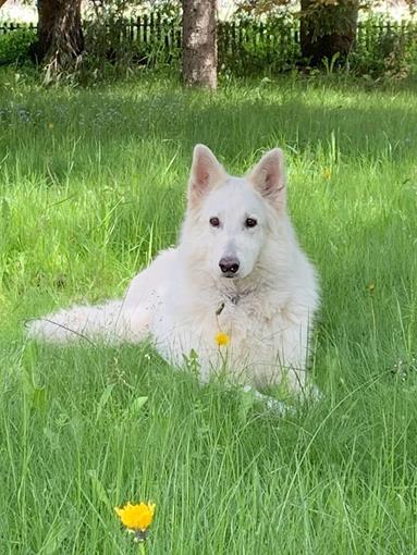 molly-molly