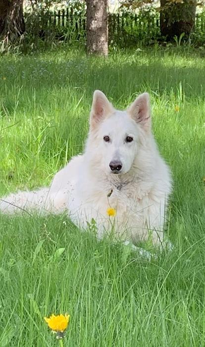 molly-molly