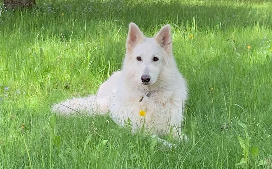 molly-molly