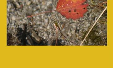 angebot-herbst[4]